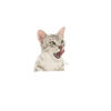 Imagen de ALIMENTO BALANCEADO HUMEDO GATO SENSORY TASTE FELINE X 85 GR