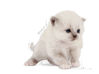 Imagen de ALIMENTO BALANCEADO  GATOS BABYCAT MILK X 300 GR