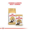 Imagen de ALIMENTO BALANCEADO GATOS PERSIAN POUCH X 85 GR