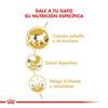 Imagen de ALIMENTO BALANCEADO GATOS SIAMESE  x 7,5 KG